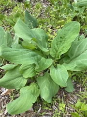 Mertensia virginica