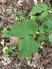 Trillium catesbaei