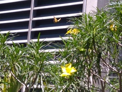 Papilio multicaudata