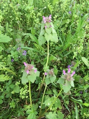 Lamium purpureum
