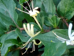 Lonicera japonica