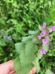 Lamium purpureum