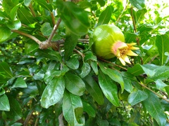 Punica granatum