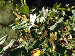 Lonicera japonica