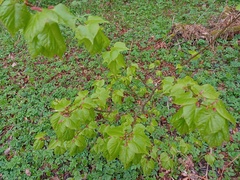 Tilia cordata