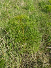 Prangos trifida