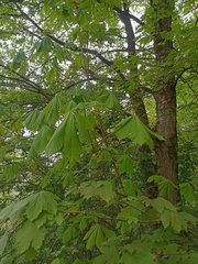 Aesculus hippocastanum