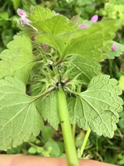 Lamium purpureum