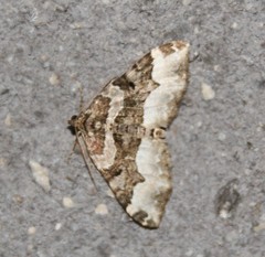 Epirrhoini