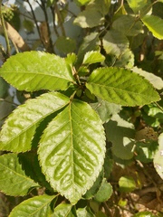 Polyscias balfouriana