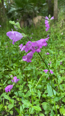 Physostegia leptophylla