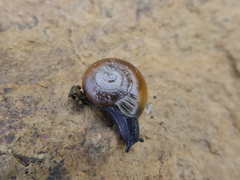 Aegopinella nitidula