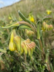 Onosma rigida