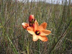 Ixia tenuifolia