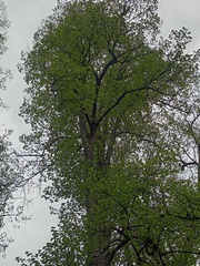 Tilia cordata
