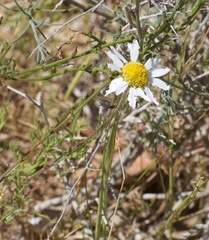 Anthemis ruthenica
