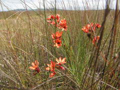 Ixia tenuifolia
