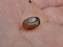 Aegopinella nitidula