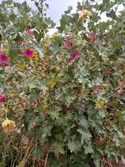 Malva assurgentiflora