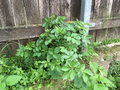 Sambucus nigra