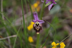 Ophrys fuciflora