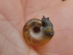 Aegopinella nitidula