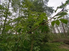 Sambucus nigra