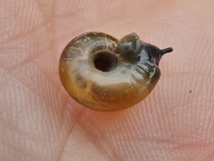 Aegopinella nitidula