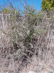 Pithecellobium unguis-cati