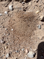 Dorymyrmex bicolor