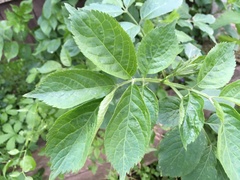 Sambucus nigra