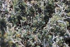 Gymnocarpos decander