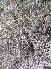 Pithecellobium unguis-cati