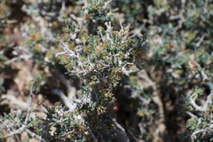 Gymnocarpos decander