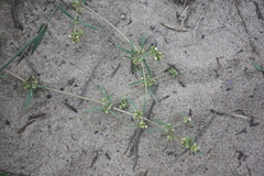 Gisekia pharnaceoides