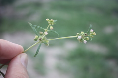 Gisekia pharnaceoides