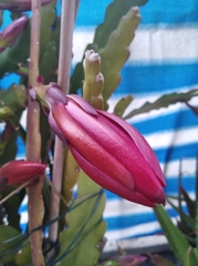 Disocactus ackermannii