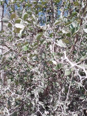 Pithecellobium unguis-cati