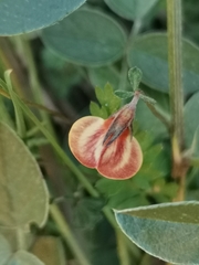 Lotus tetraphyllus