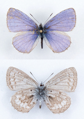 Celastrina asheri