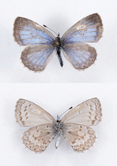 Celastrina asheri
