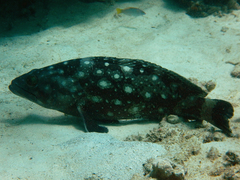 Epinephelus coeruleopunctatus