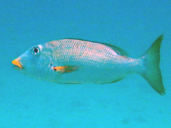 Lethrinus xanthochilus