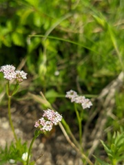 Valerianella pumila
