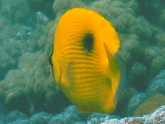 Chaetodon zanzibarensis