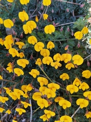 Lotus tetraphyllus