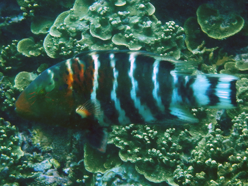 Redbreast Maori Wrasse