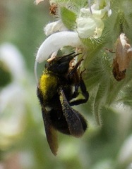Megachile parietina