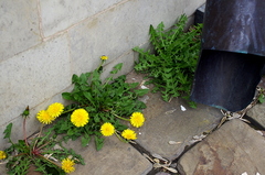 Taraxacum officinale