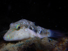 Canthigaster bennetti